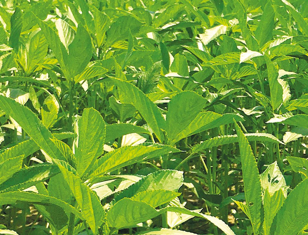 Jutepflanze im ökologischen Anbau ✅ zur Produktion für Taschen, Gewebe  & ökologische, nachhaltige Beutel für den Handel.