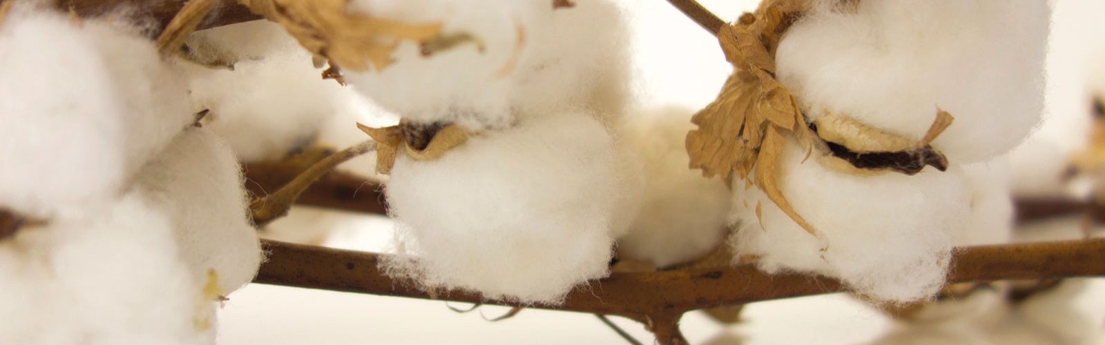 Baumwollpflanze mit Rohbaumwolle zur Produktion für Biotaschen, Biogewebe  & ökologische, nachhaltige Fairtrade Taschen